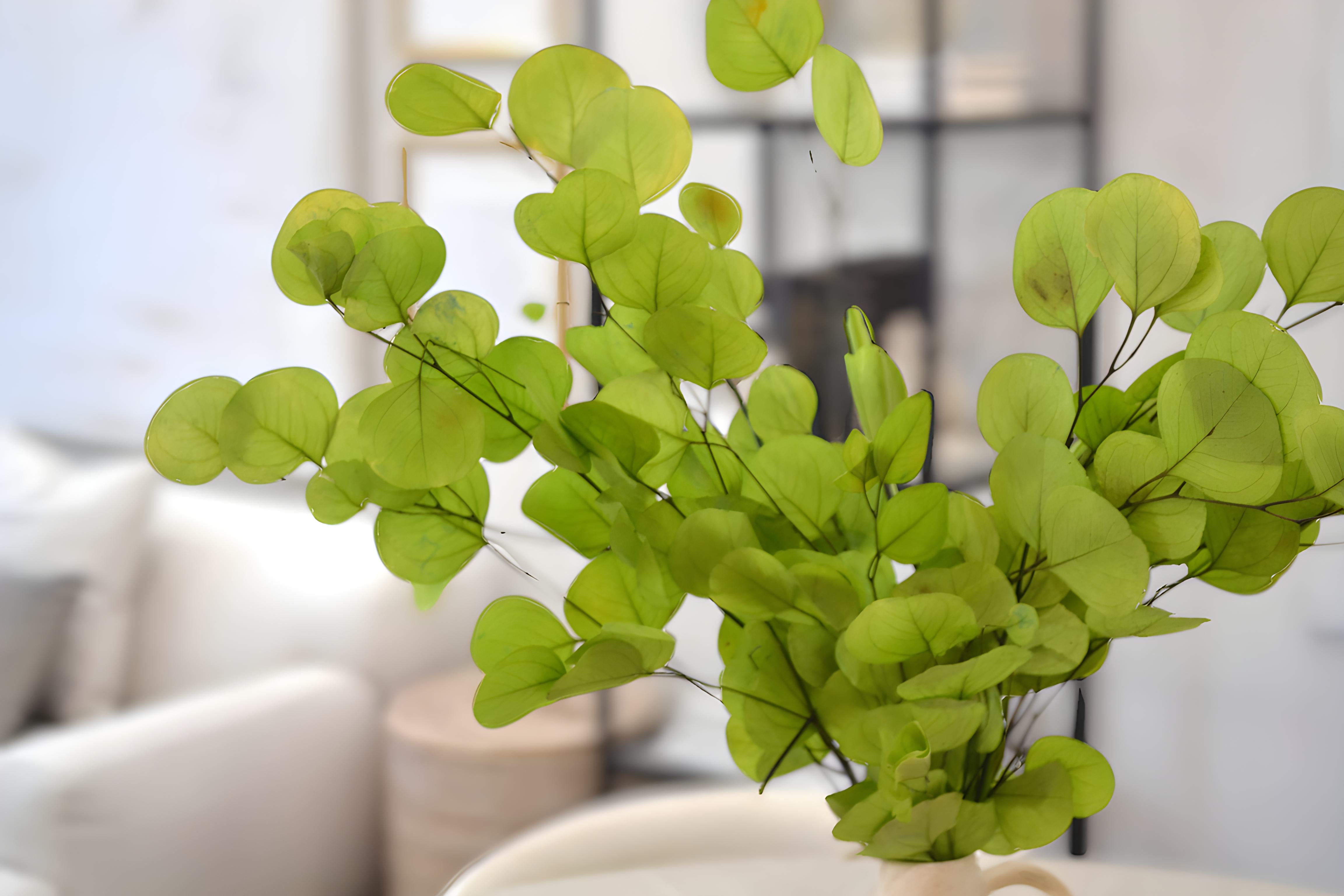 Silver Dollar Eucalyptus 