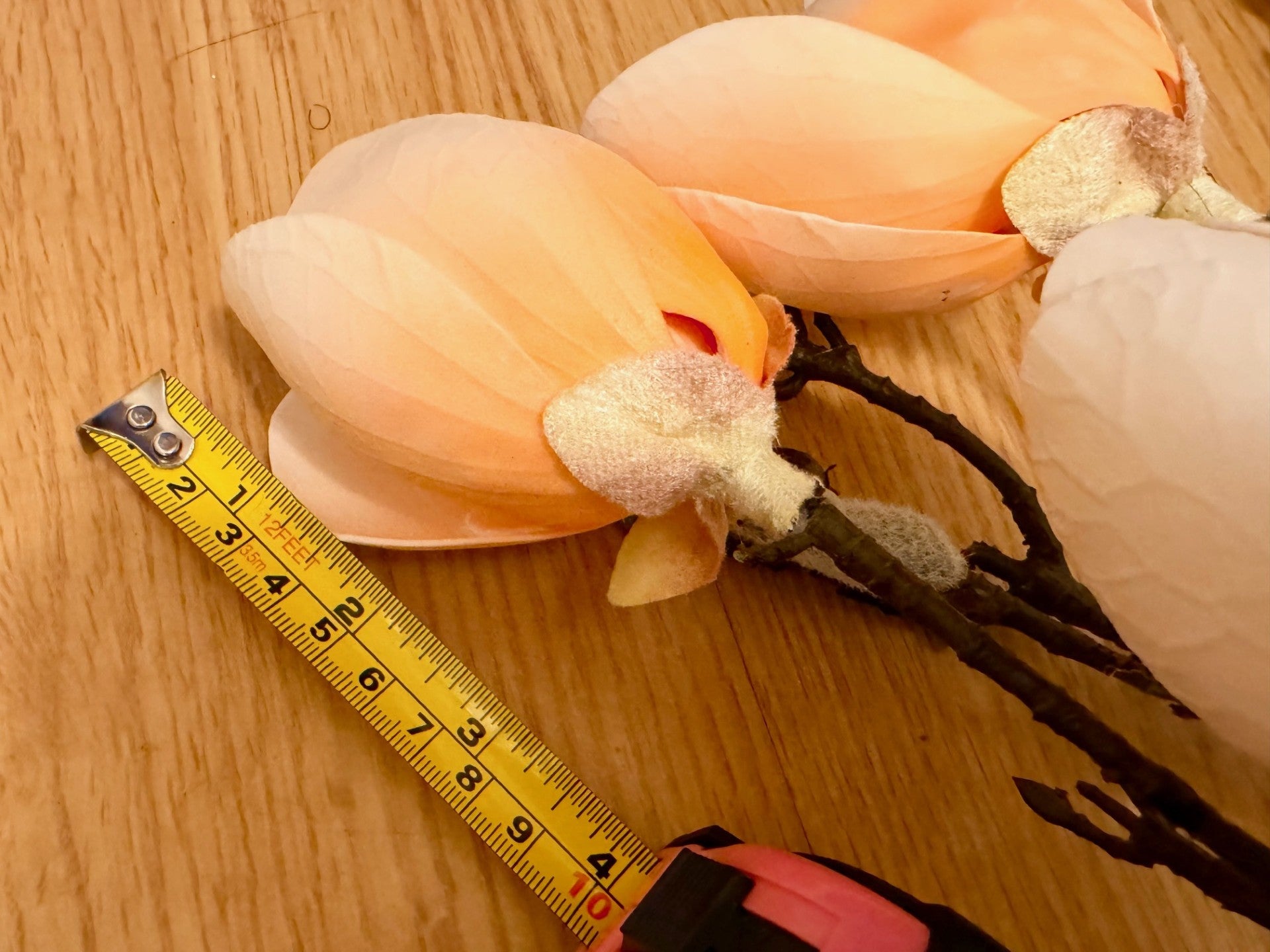 Magnolia Tree Branches 