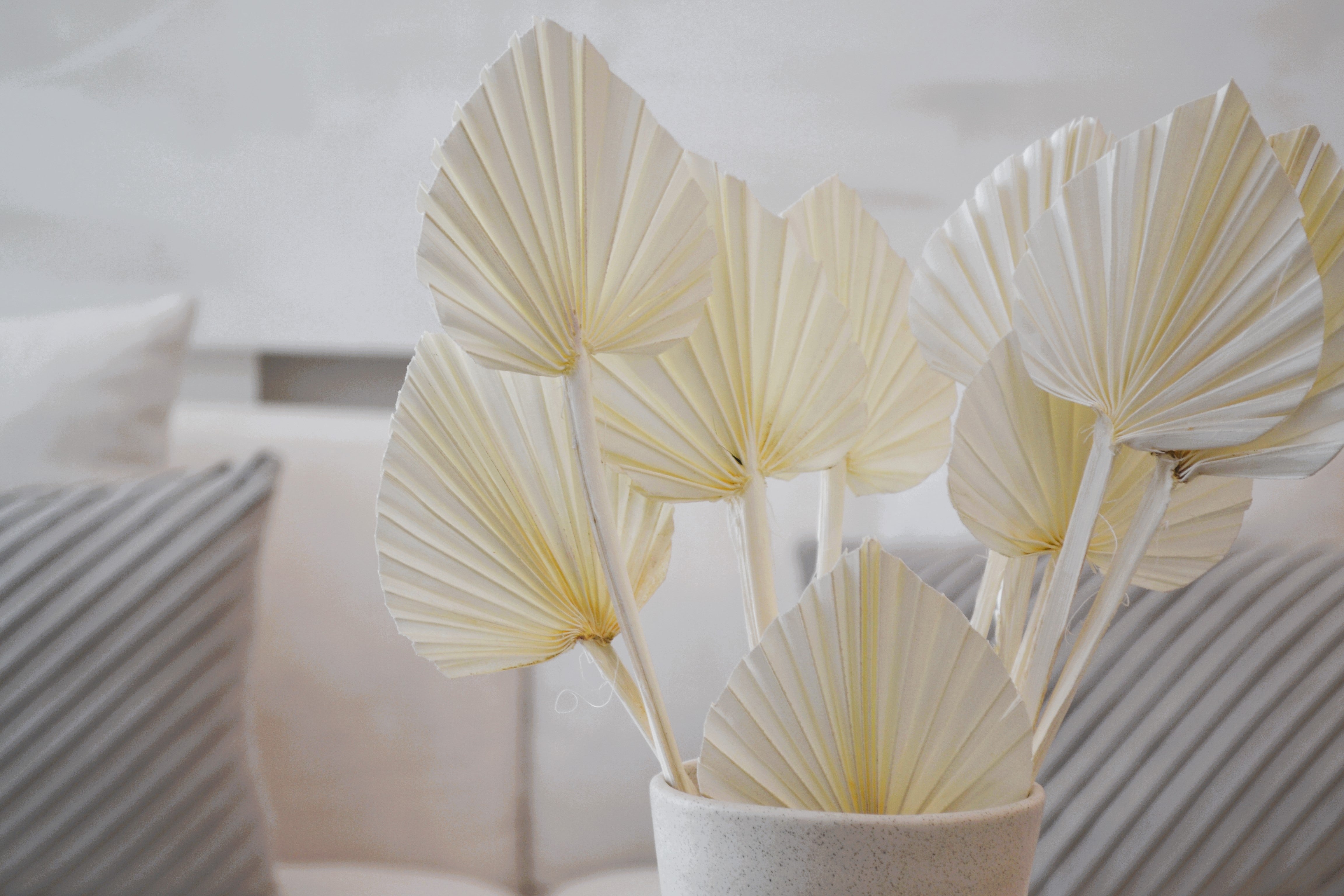 PRESERVED MINI PALM LEAF