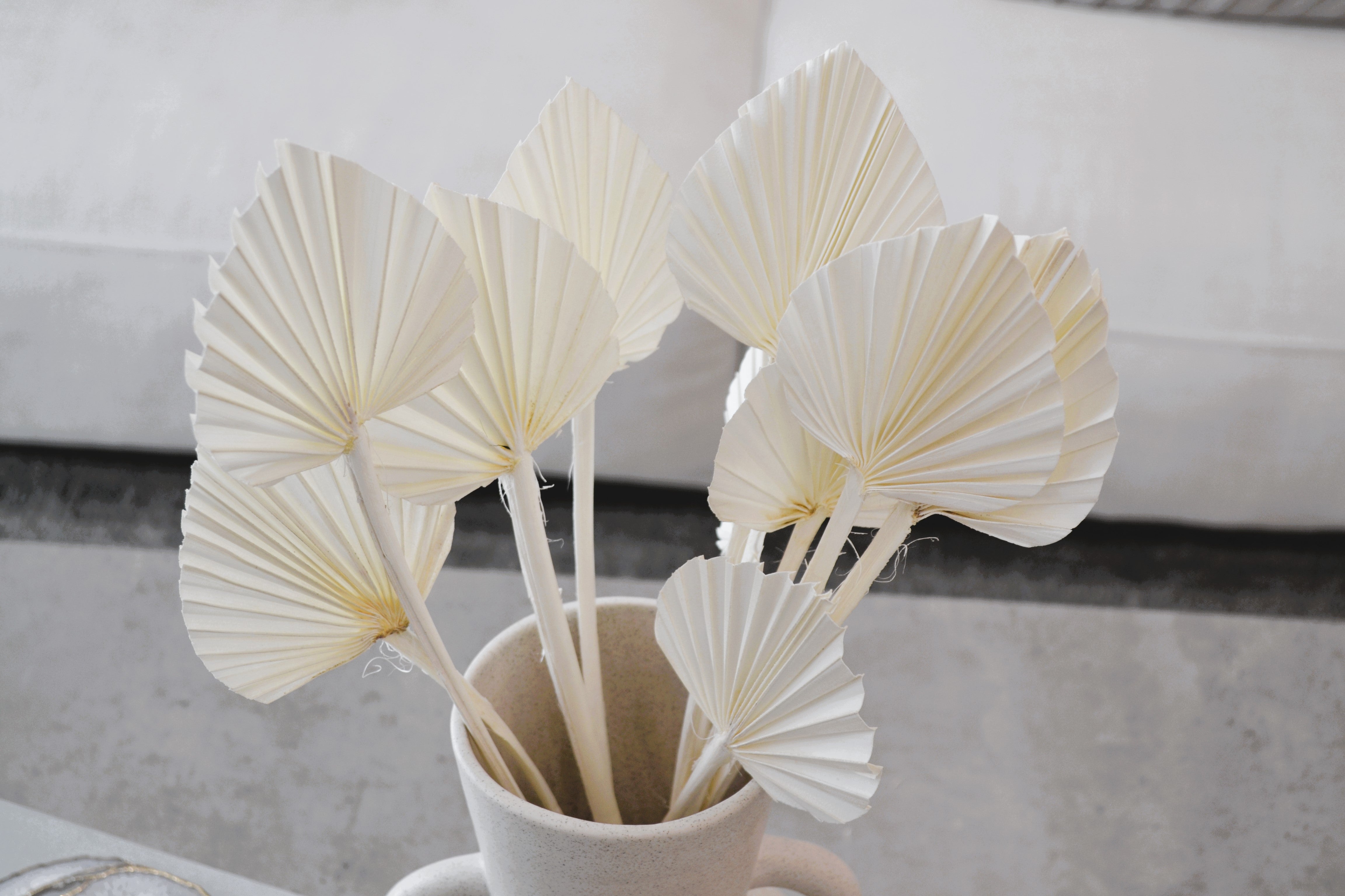 PRESERVED MINI PALM LEAF