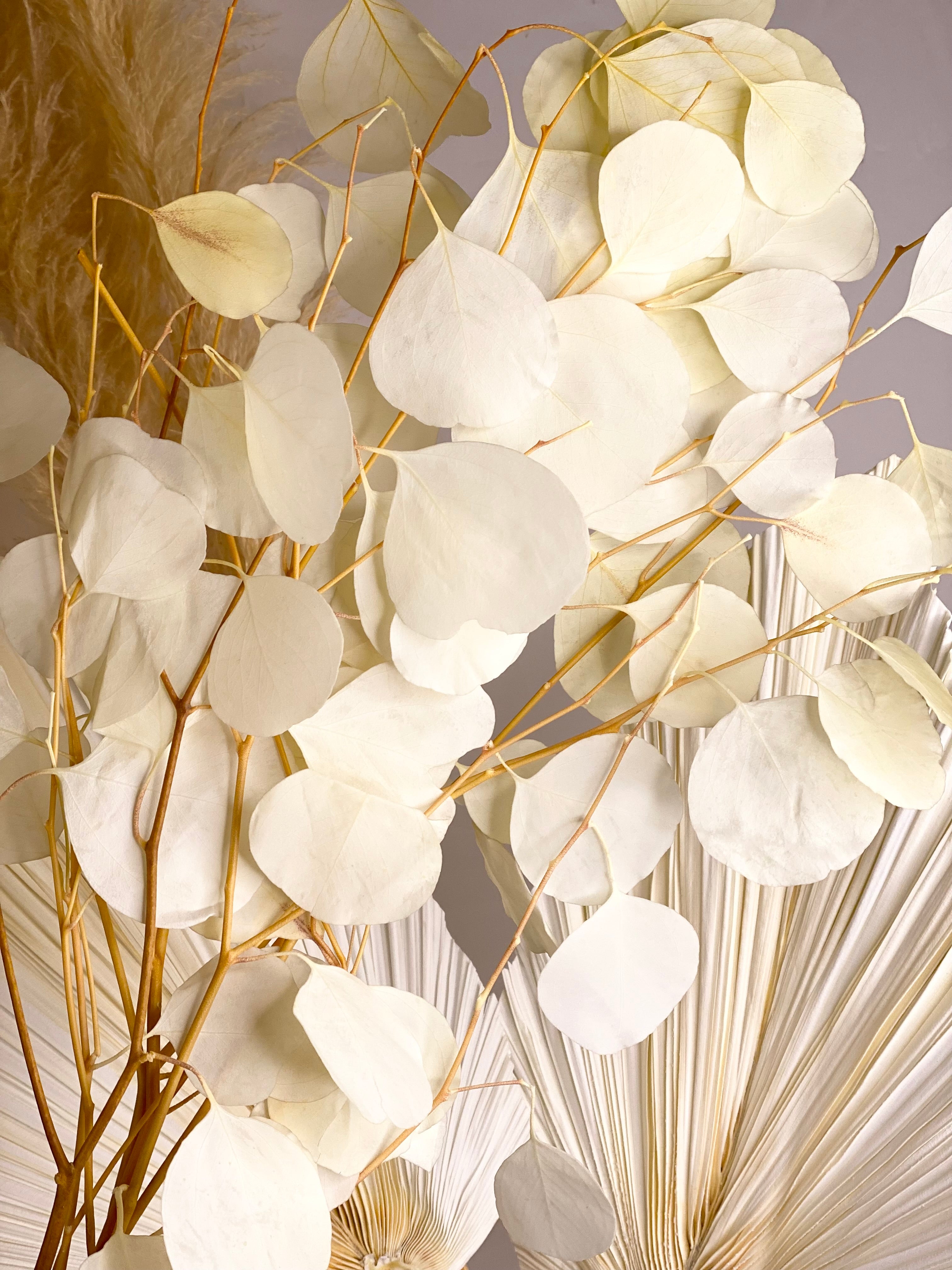 Silver Dollar Eucalyptus 