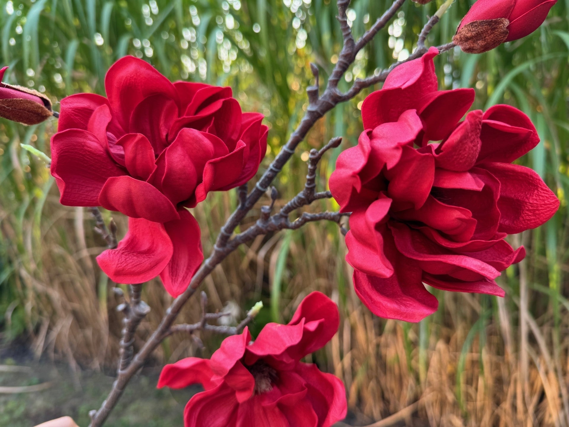 magnolia flowers branches faux