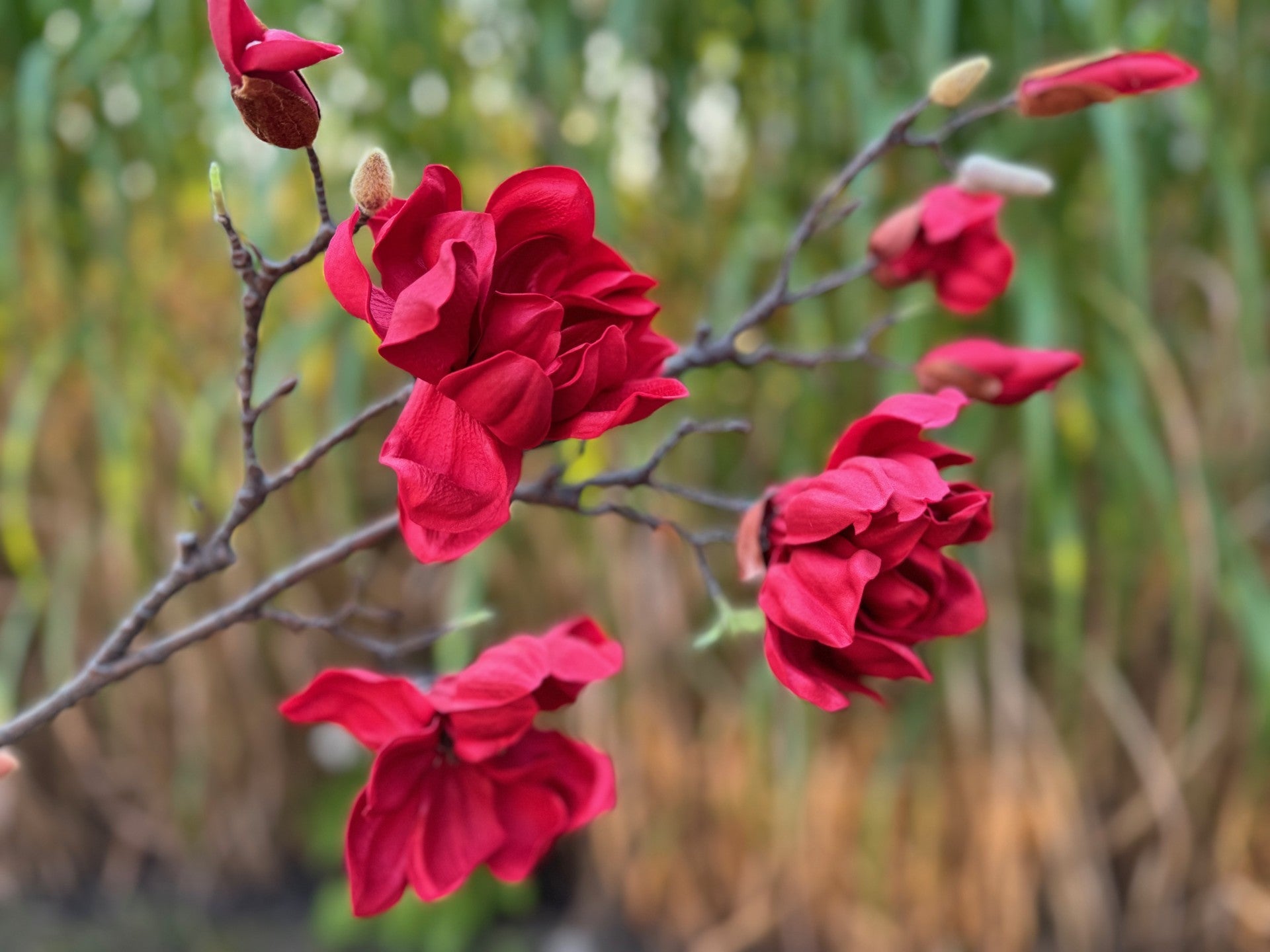 magnolia flowers branches faux