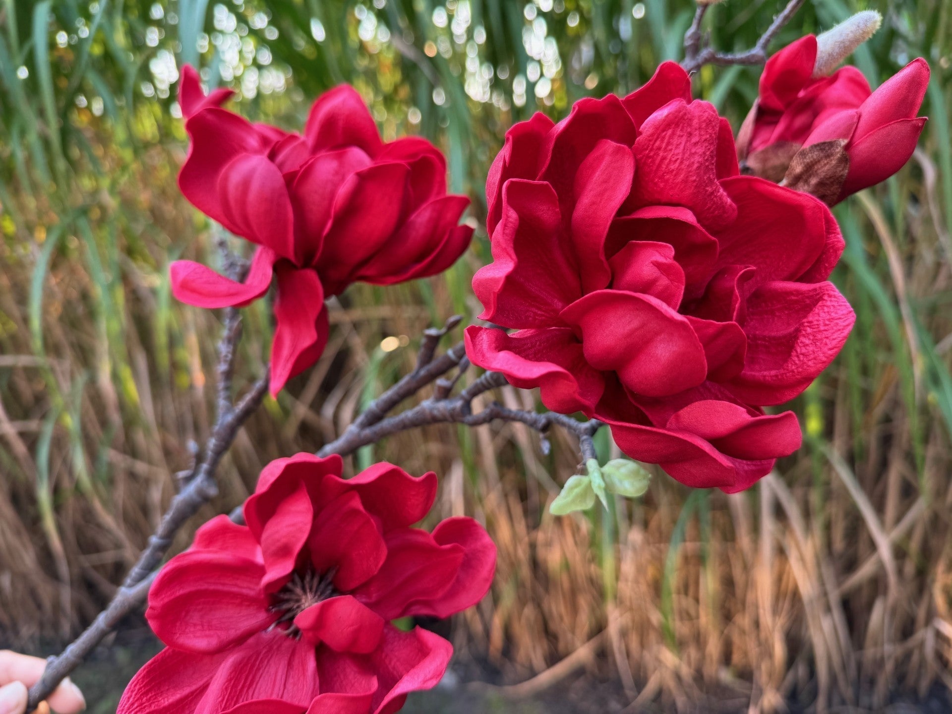 magnolia flowers branches faux