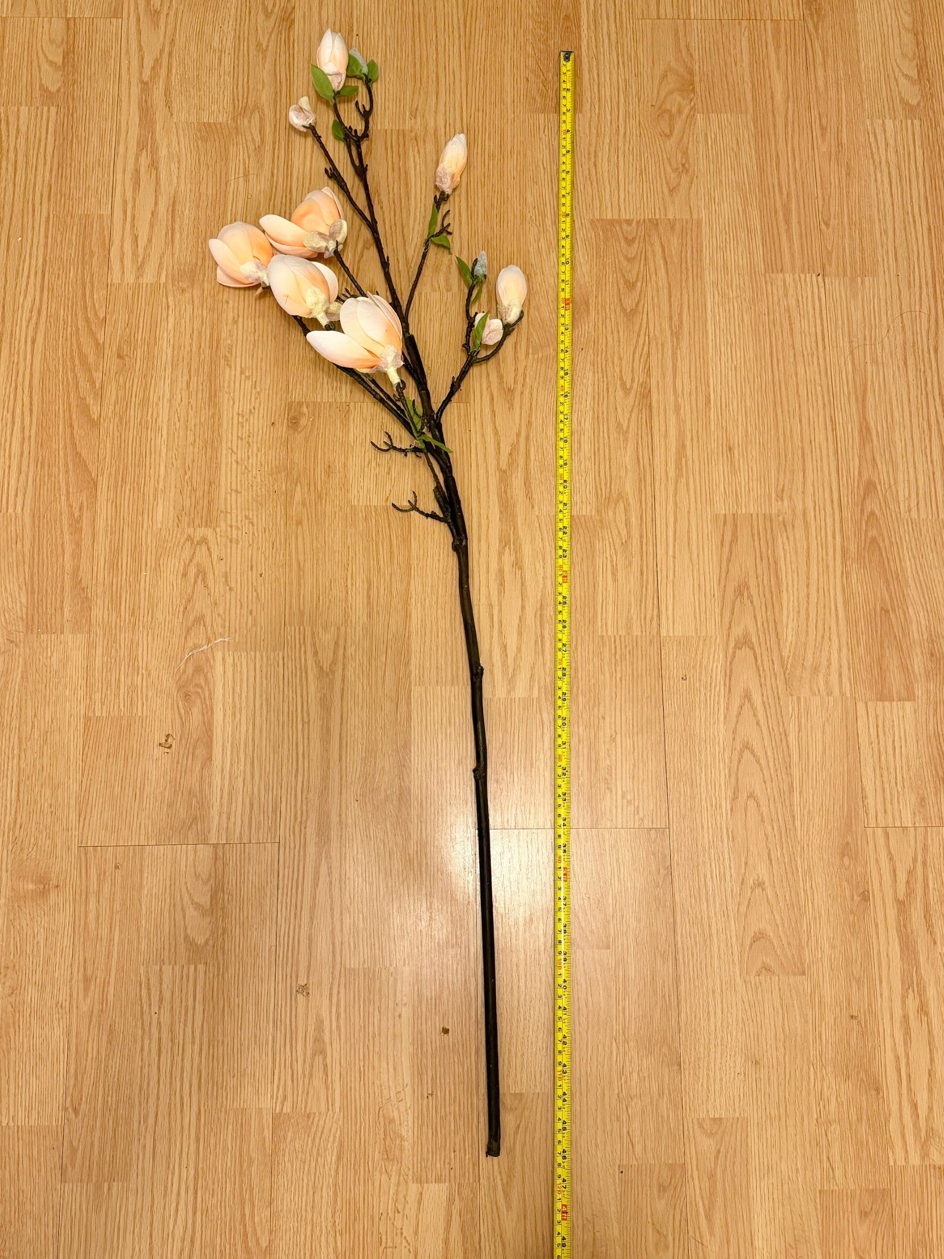 Magnolia Tree Branches 