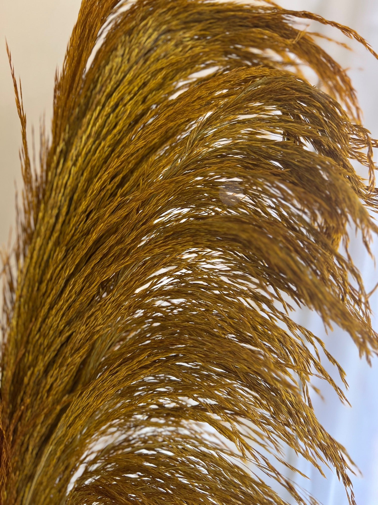 preserved silky chic pampas grass