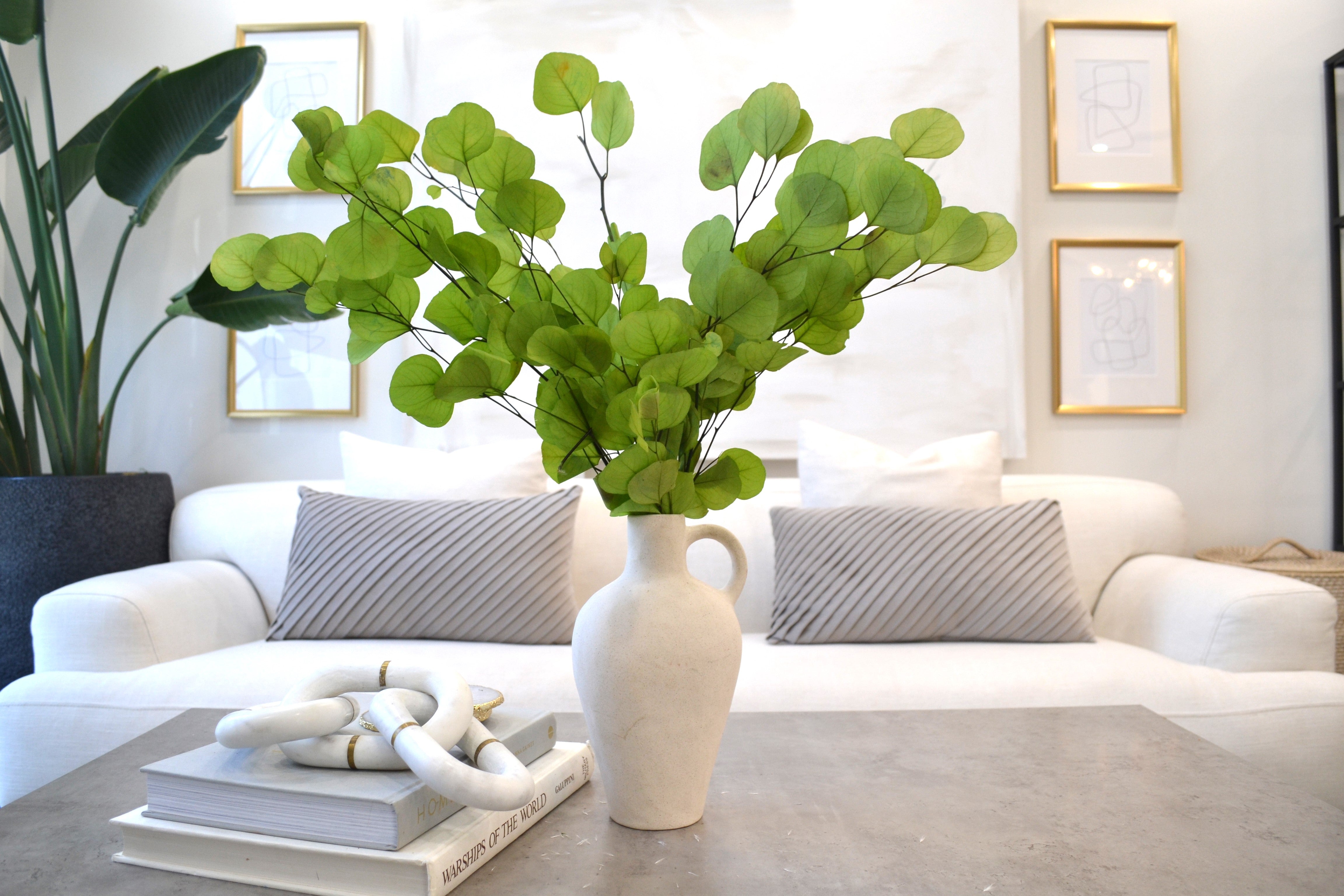 silver dollar eucalyptus indoor plant Silver Dollar Eucalyptus