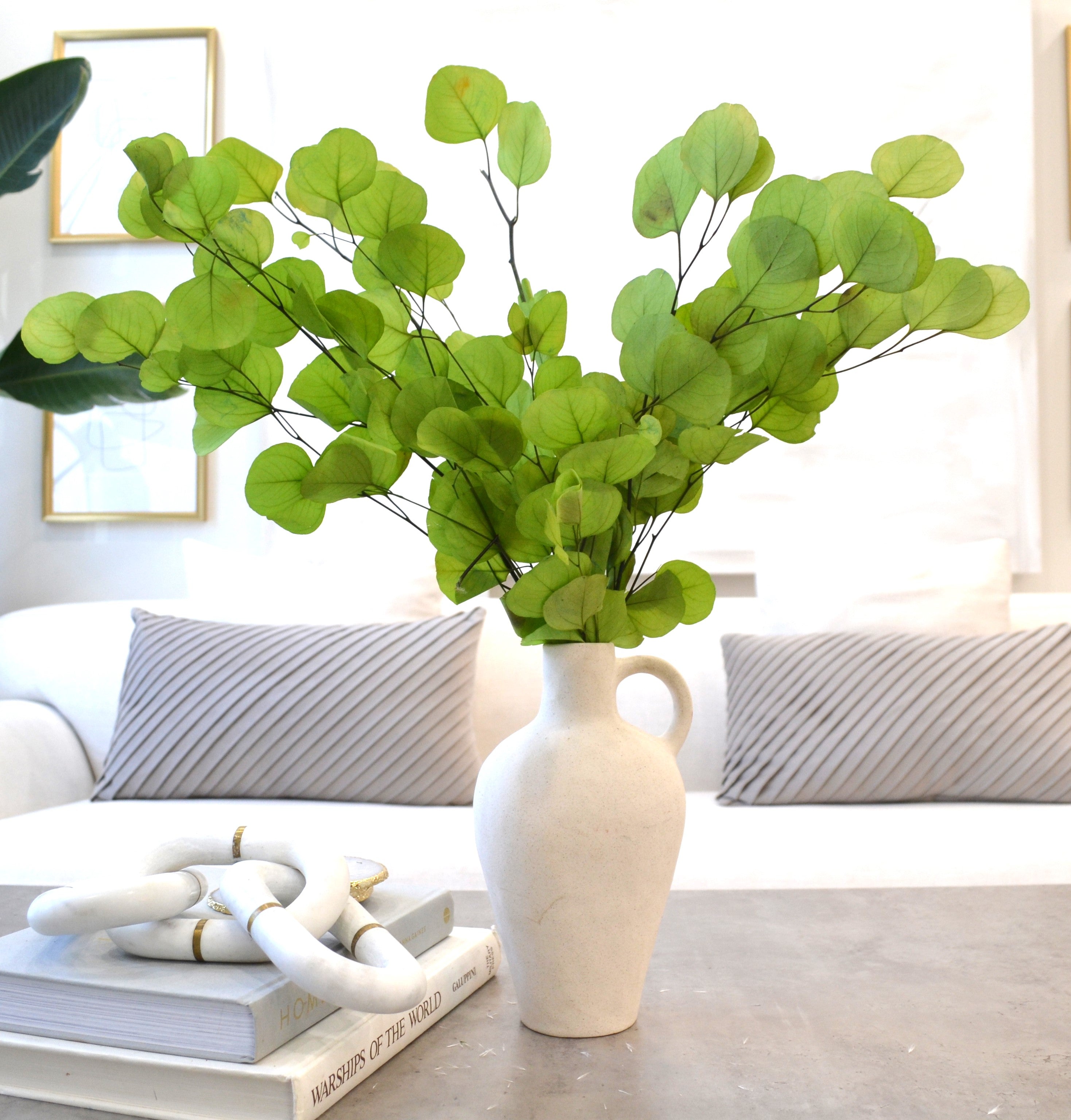 Silver Dollar Eucalyptus 