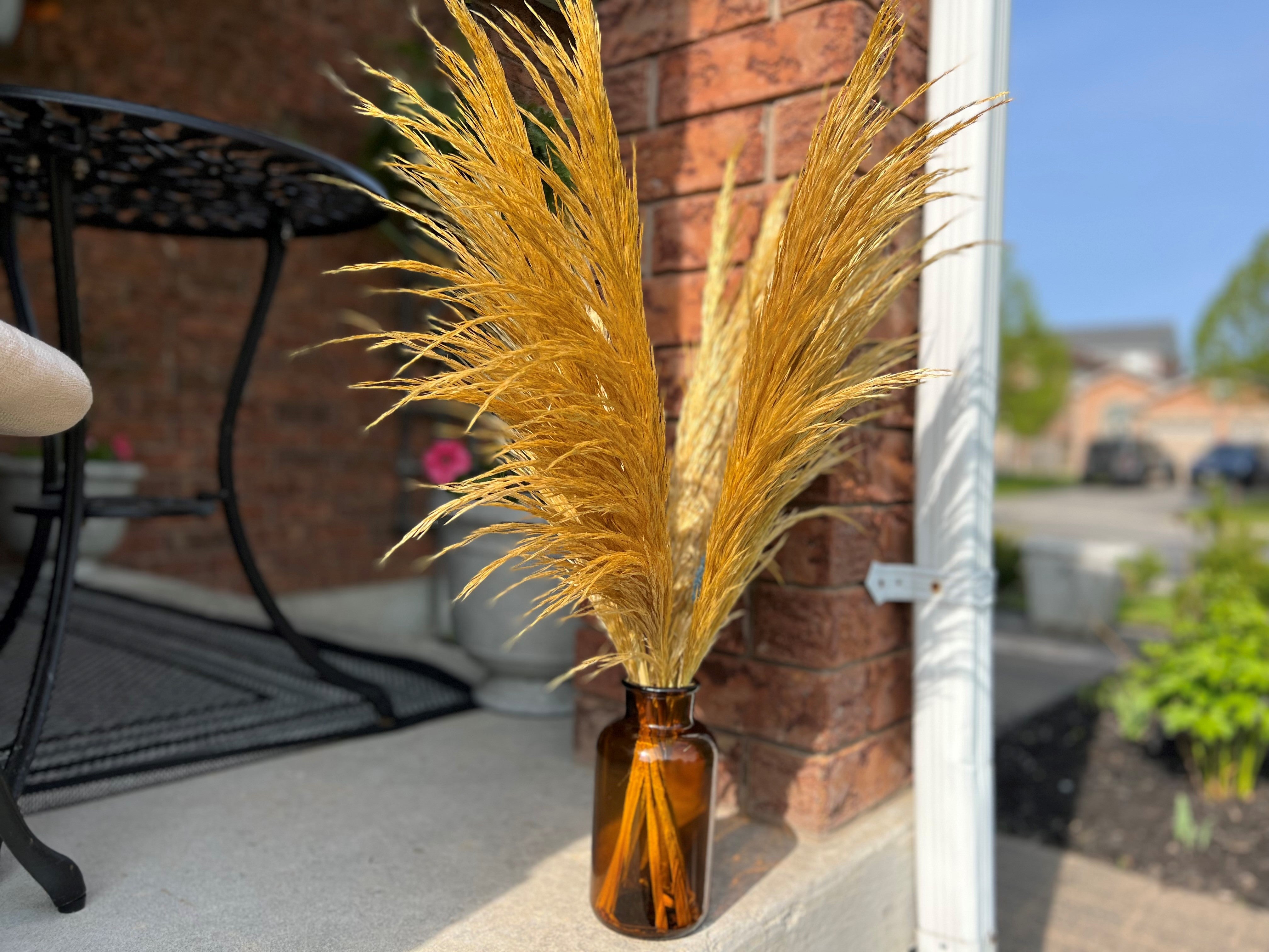 preserved silky chic pampas grass