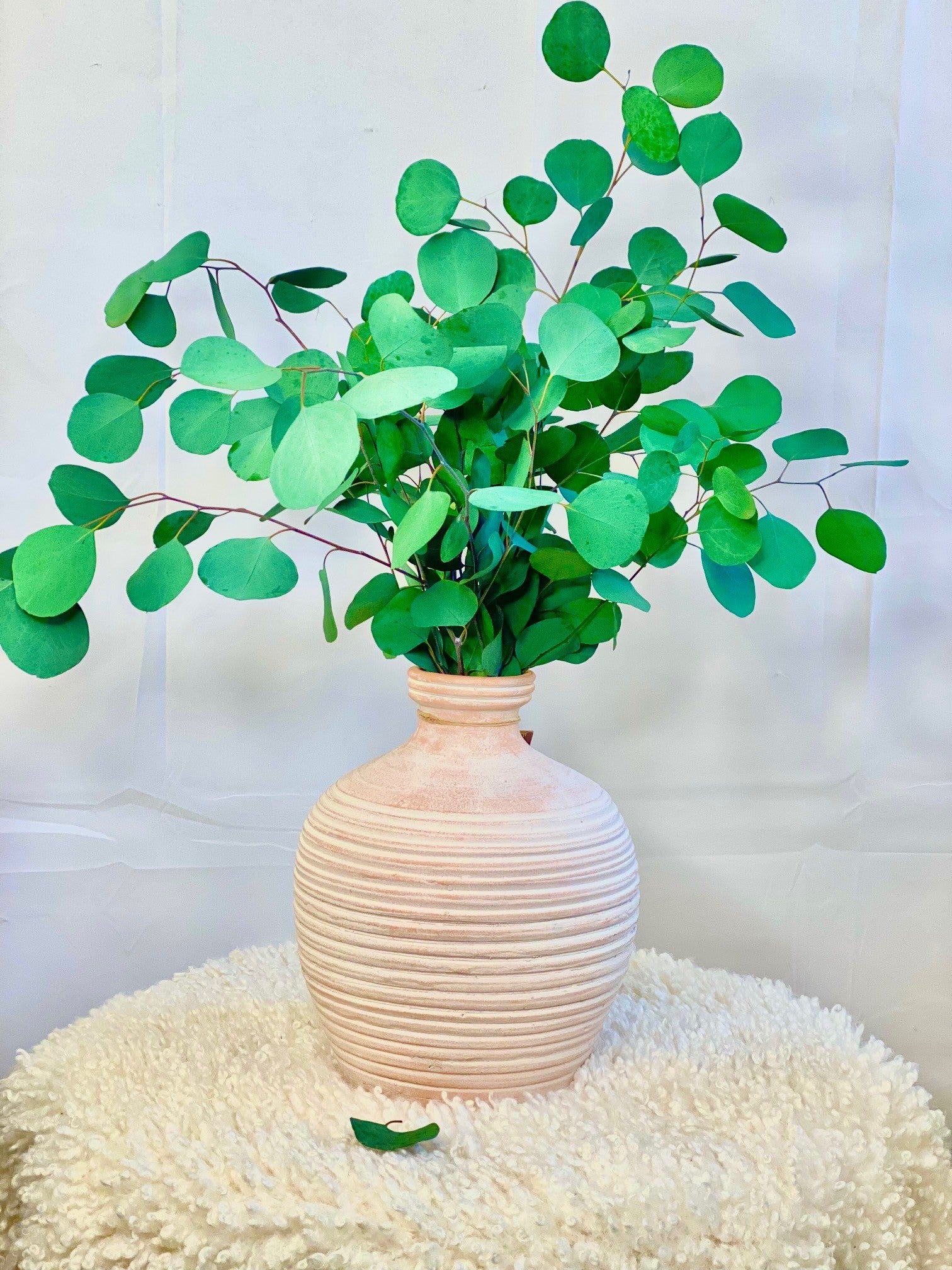 Silver Dollar Eucalyptus 