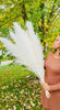 Natural Beige Pampas Grass 5 Stem Clearance