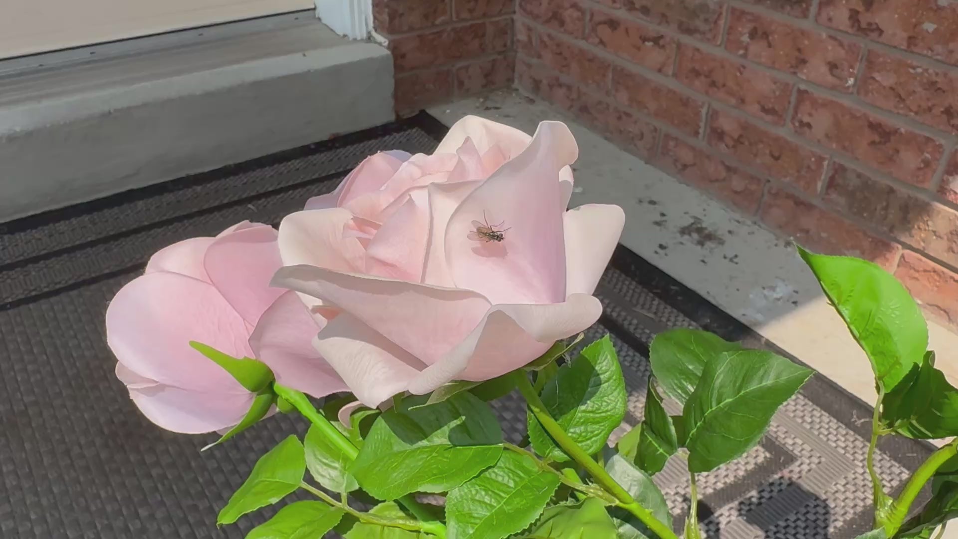 Artificial Roses for Decoration 