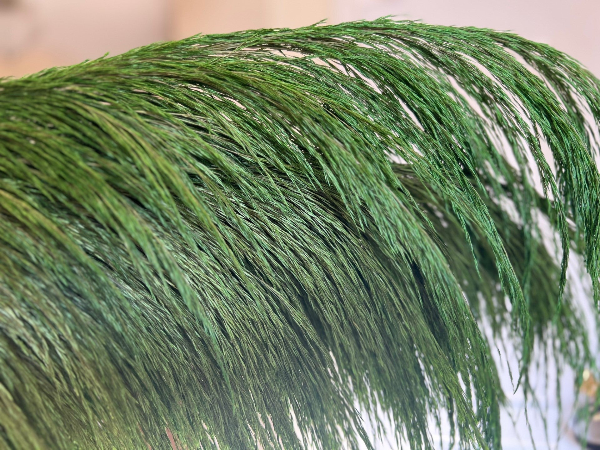 preserved silky chic pampas grass