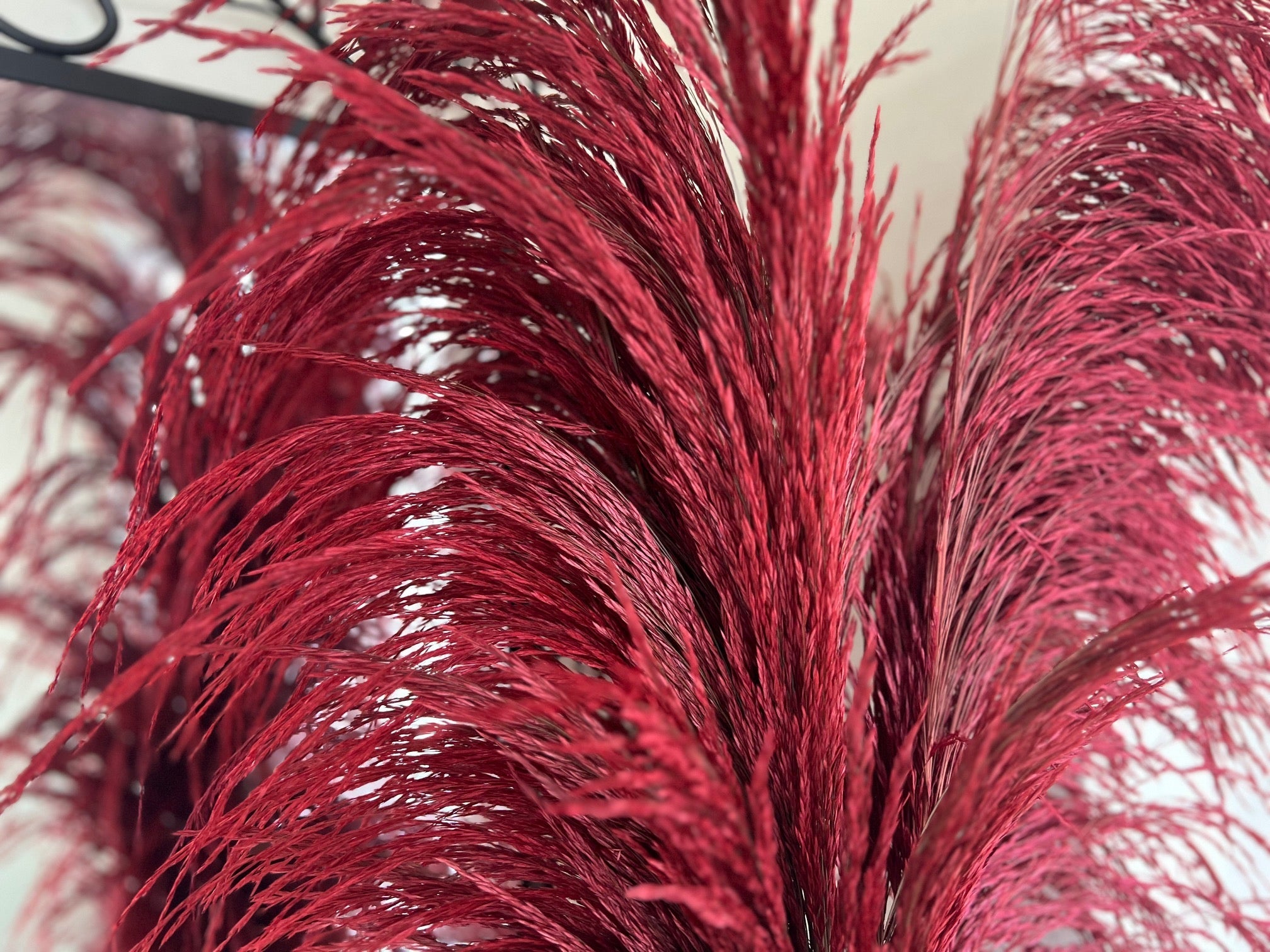 preserved silky chic pampas grass