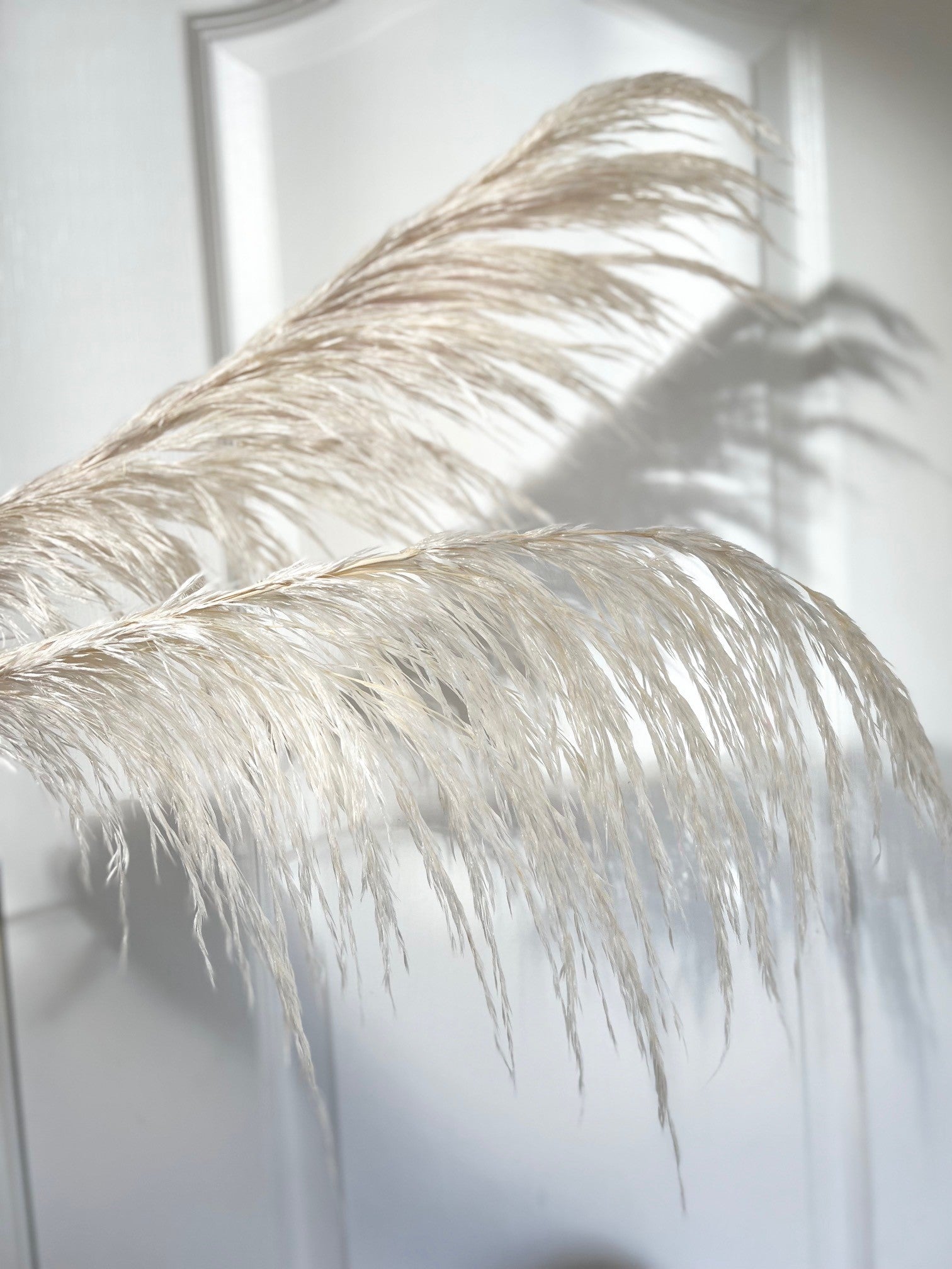 preserved silky chic pampas grass