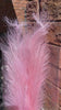 Pampas Grass