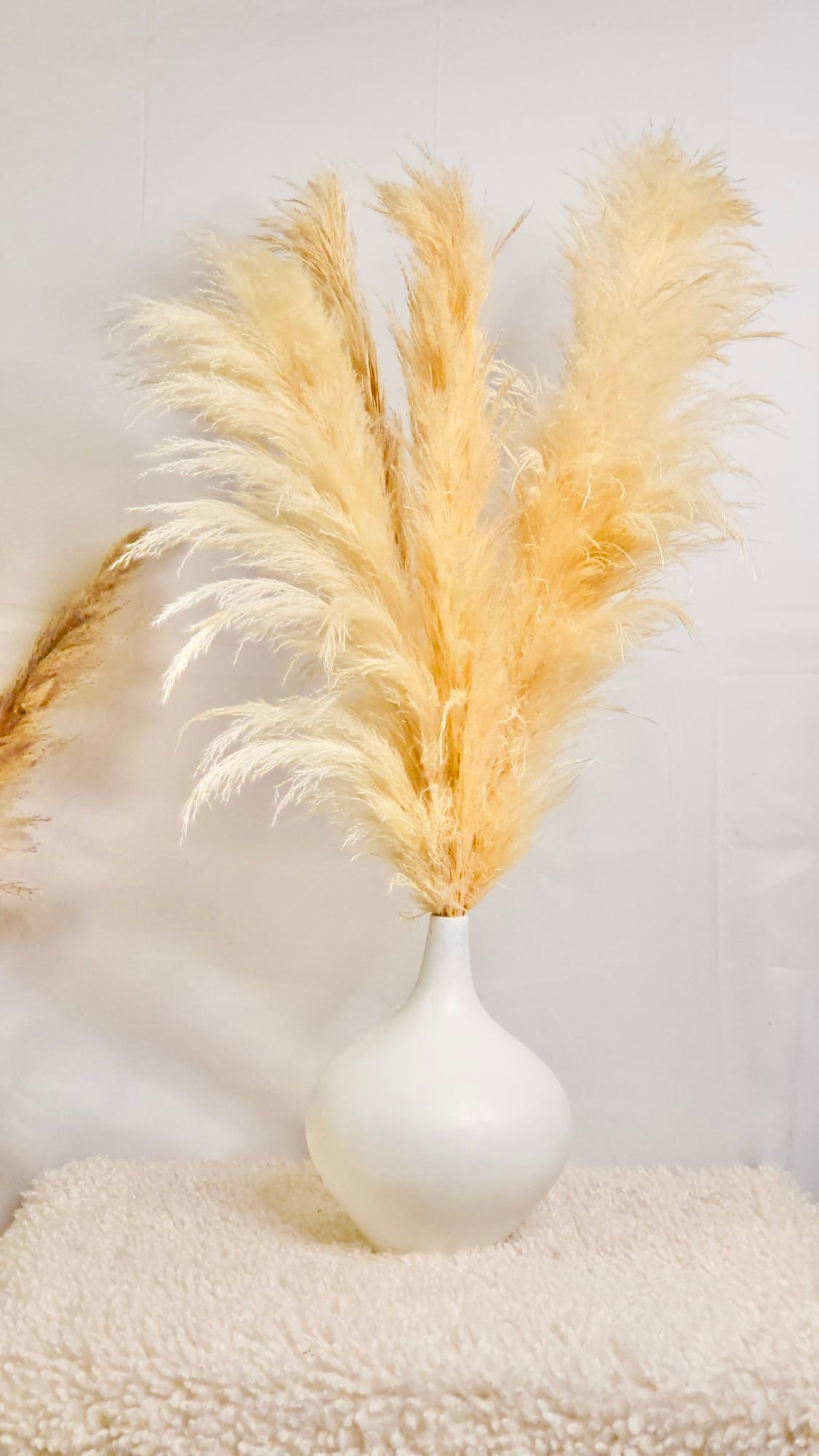 Champagne Pampas Grass