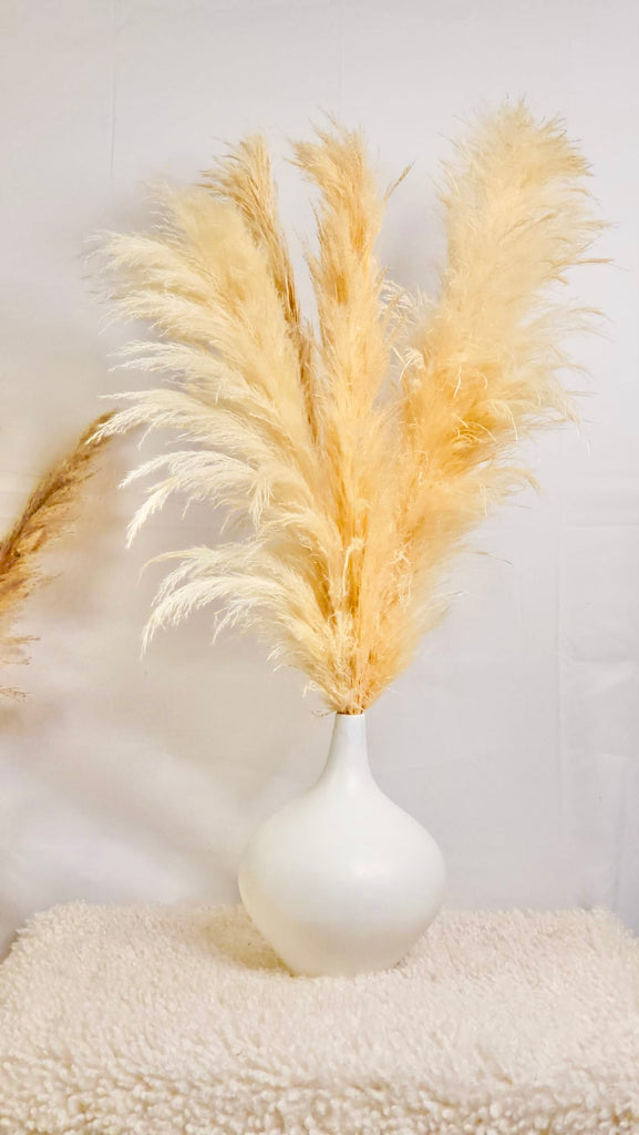 Champagne Pampas Grass