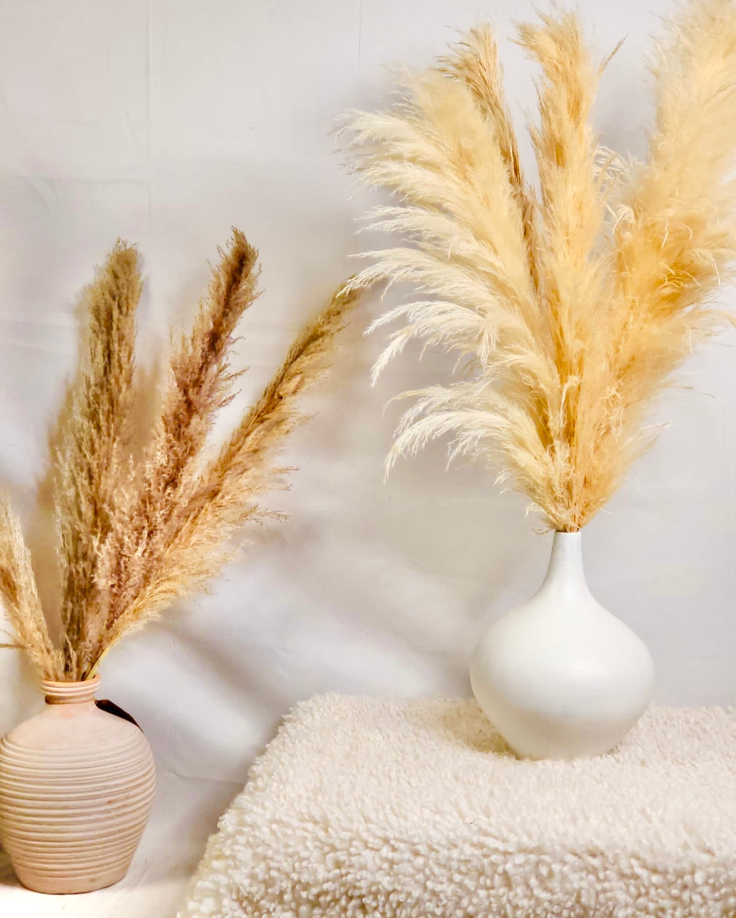 Champagne Pampas Grass