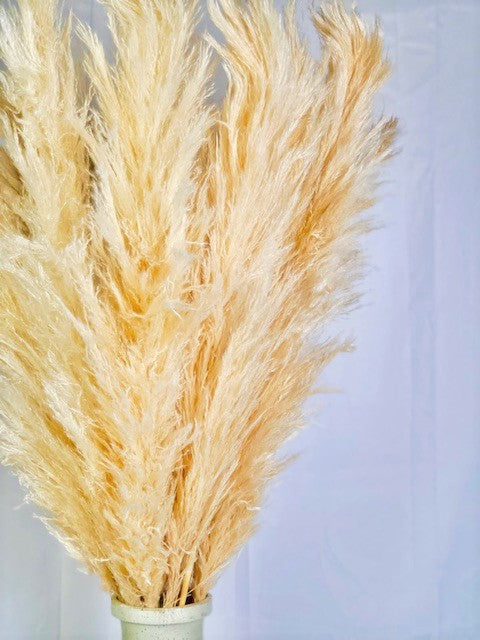 Golden Beige 10 Stems Natural Pampas Grass
