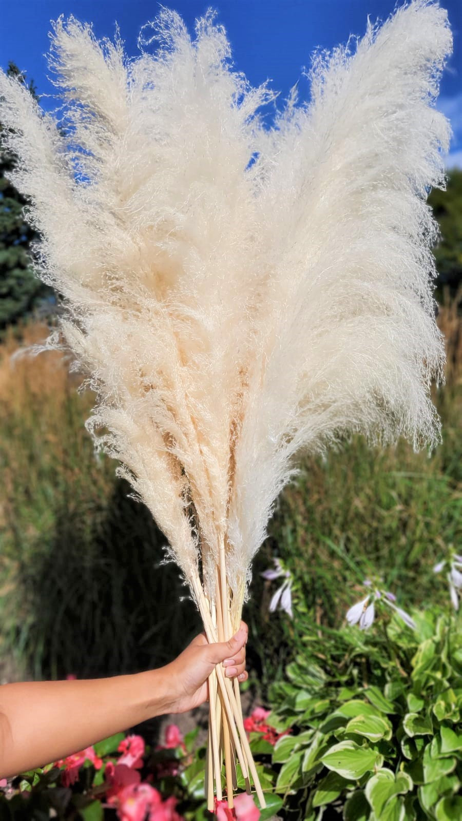 natural pampas grass decor