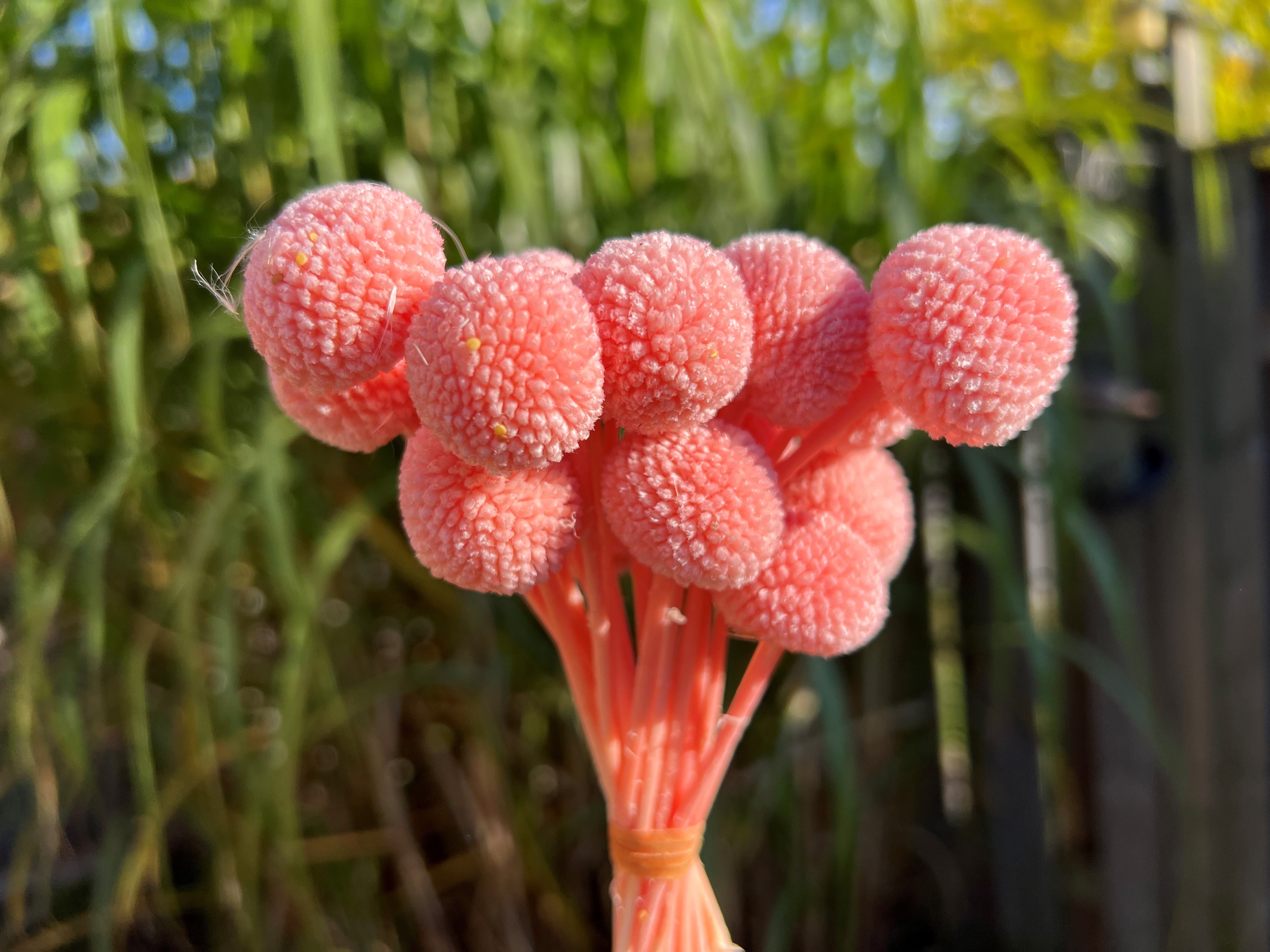 Billy Buttons (Wolly Heads) Preserved Flowers