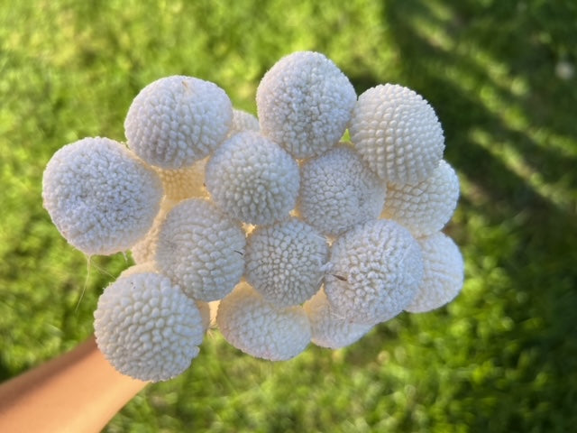 Billy Buttons (Wolly Heads) Preserved Flowers