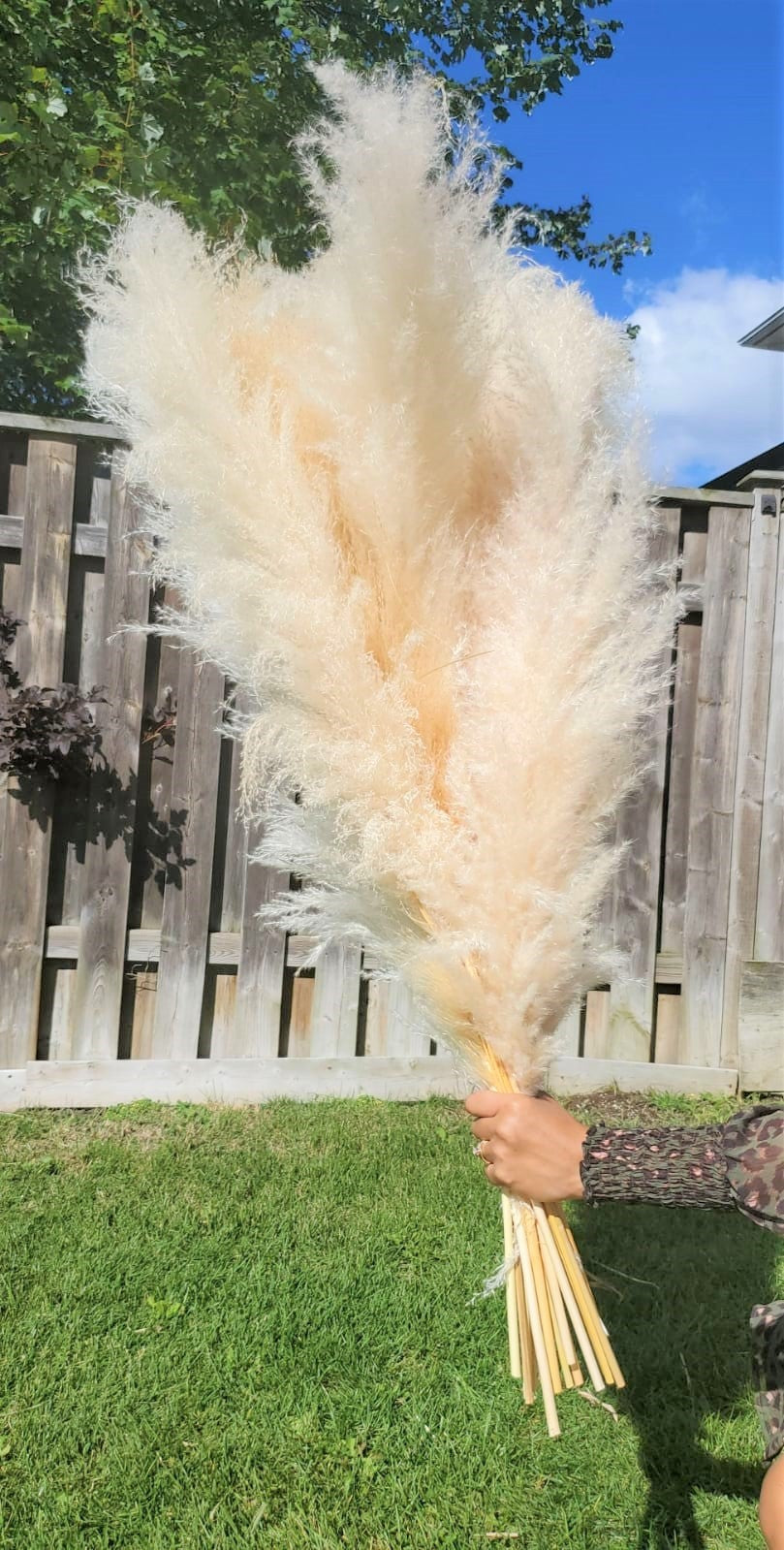 STEM LUSH PAMPAS GRASS