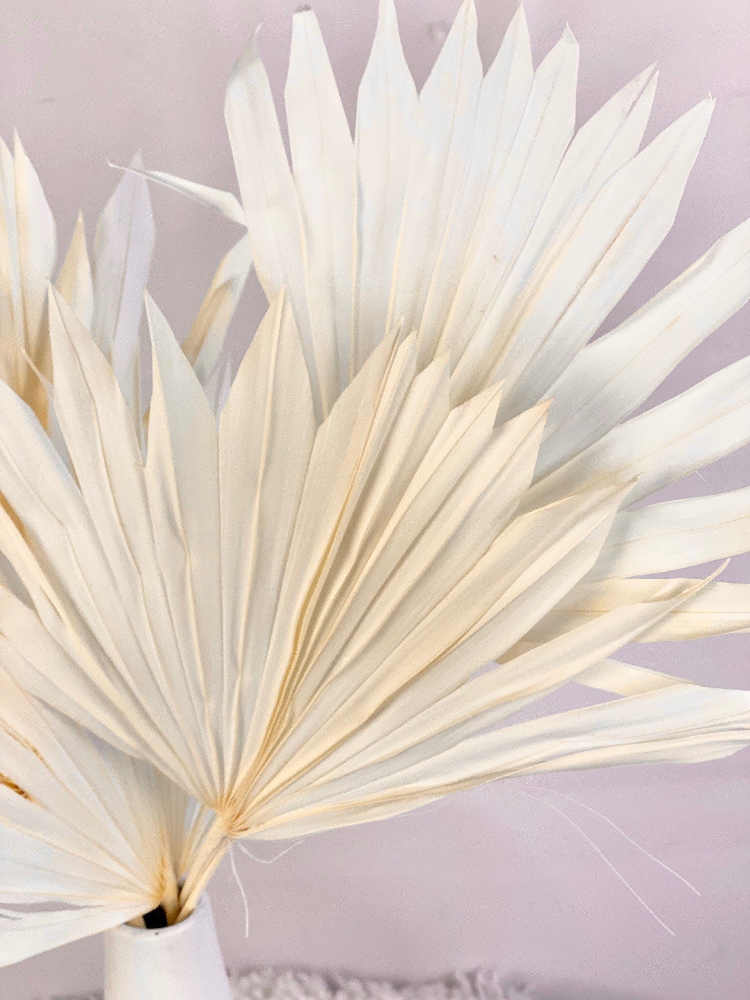 Mini Bleached White Palms Leaf Preserved Palm Décor