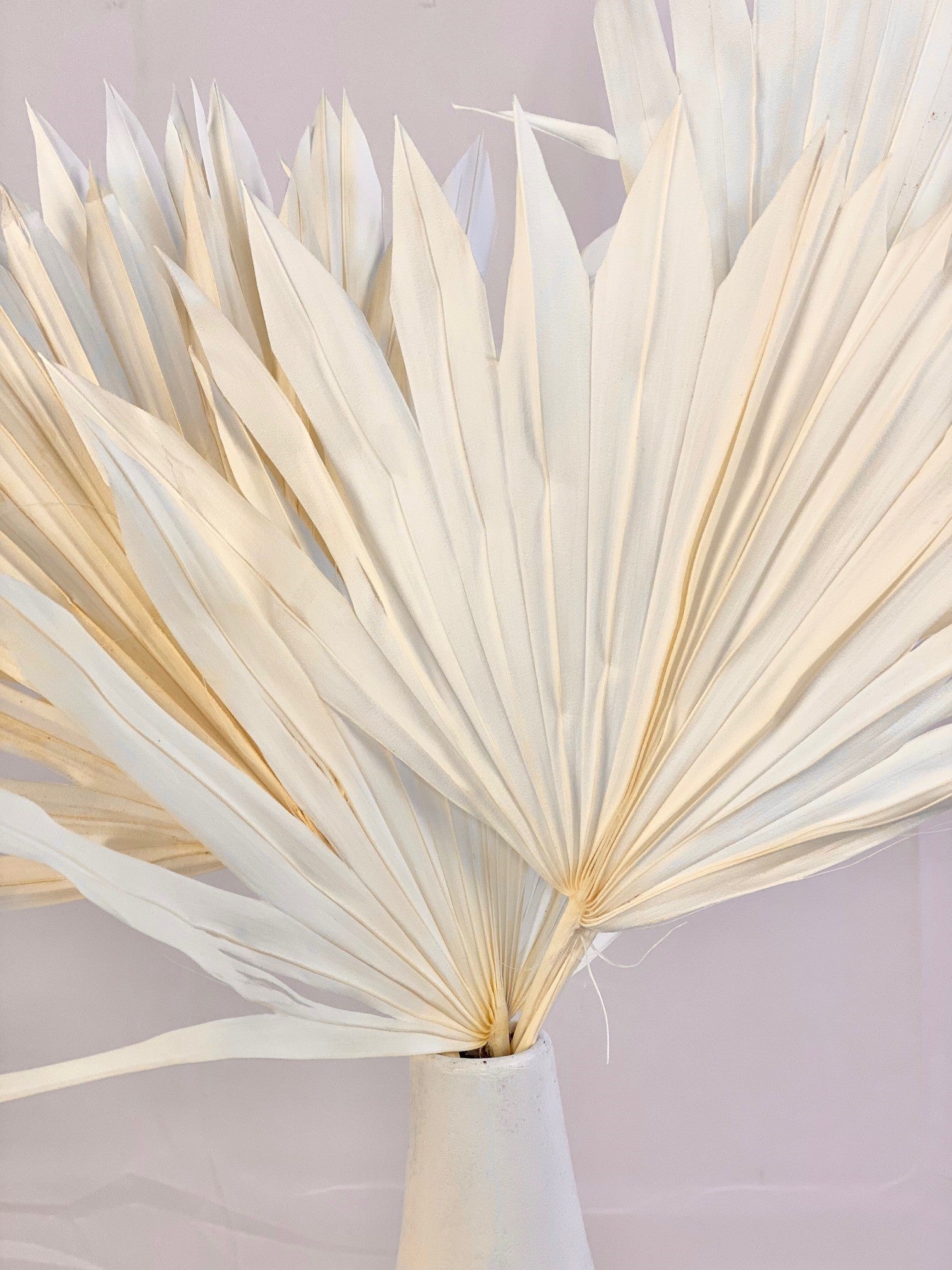 Mini Bleached White Palms Leaf Preserved Palm Décor
