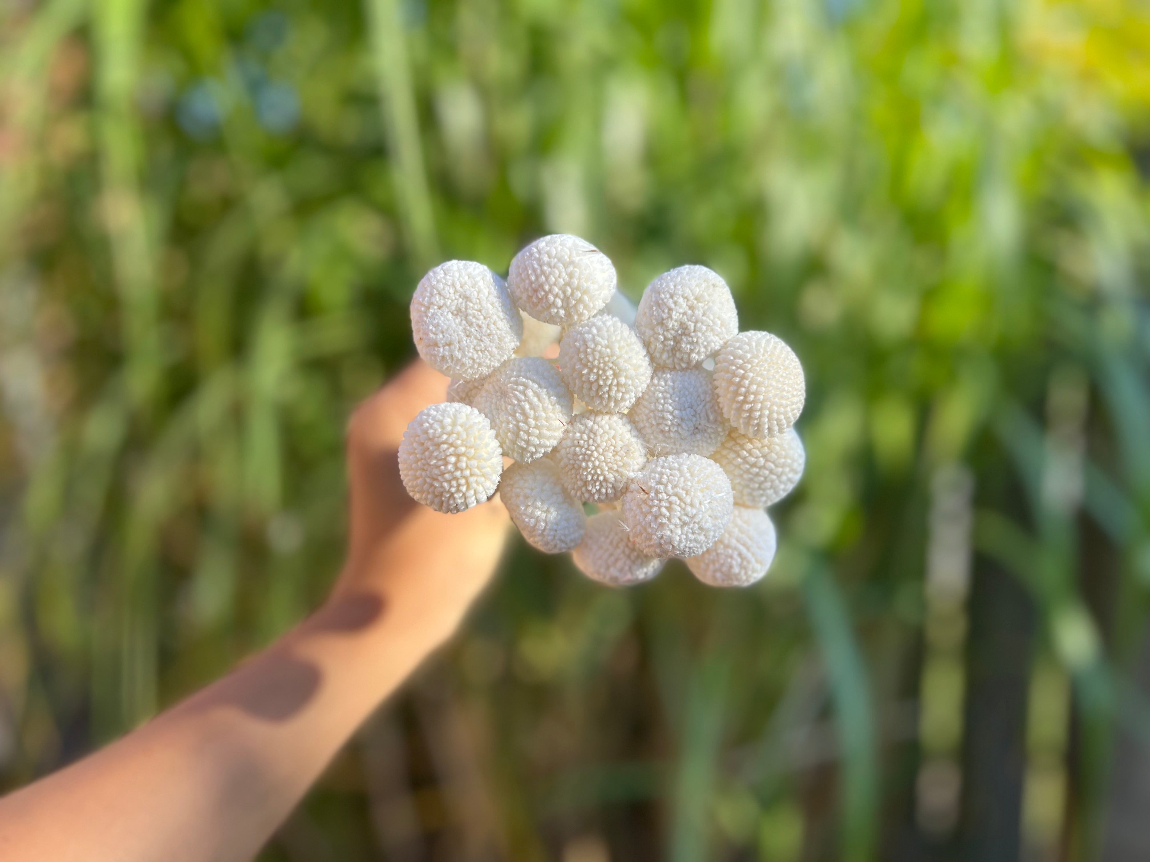 pampas grass decor