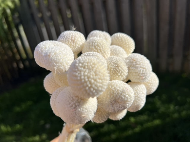 Billy Buttons (Wolly Heads) Preserved Flowers