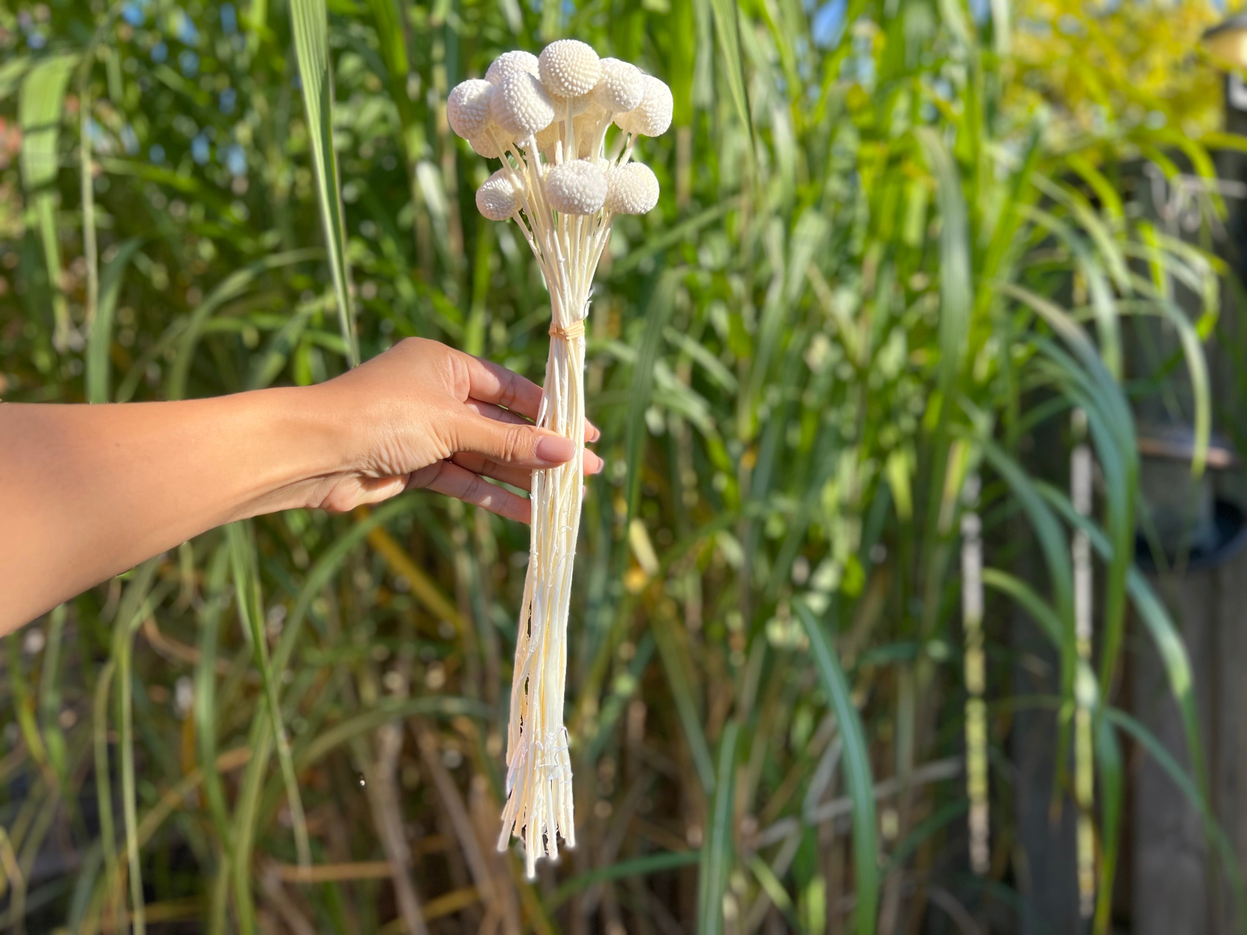 Billy Buttons (Wolly Heads) Preserved Flowers