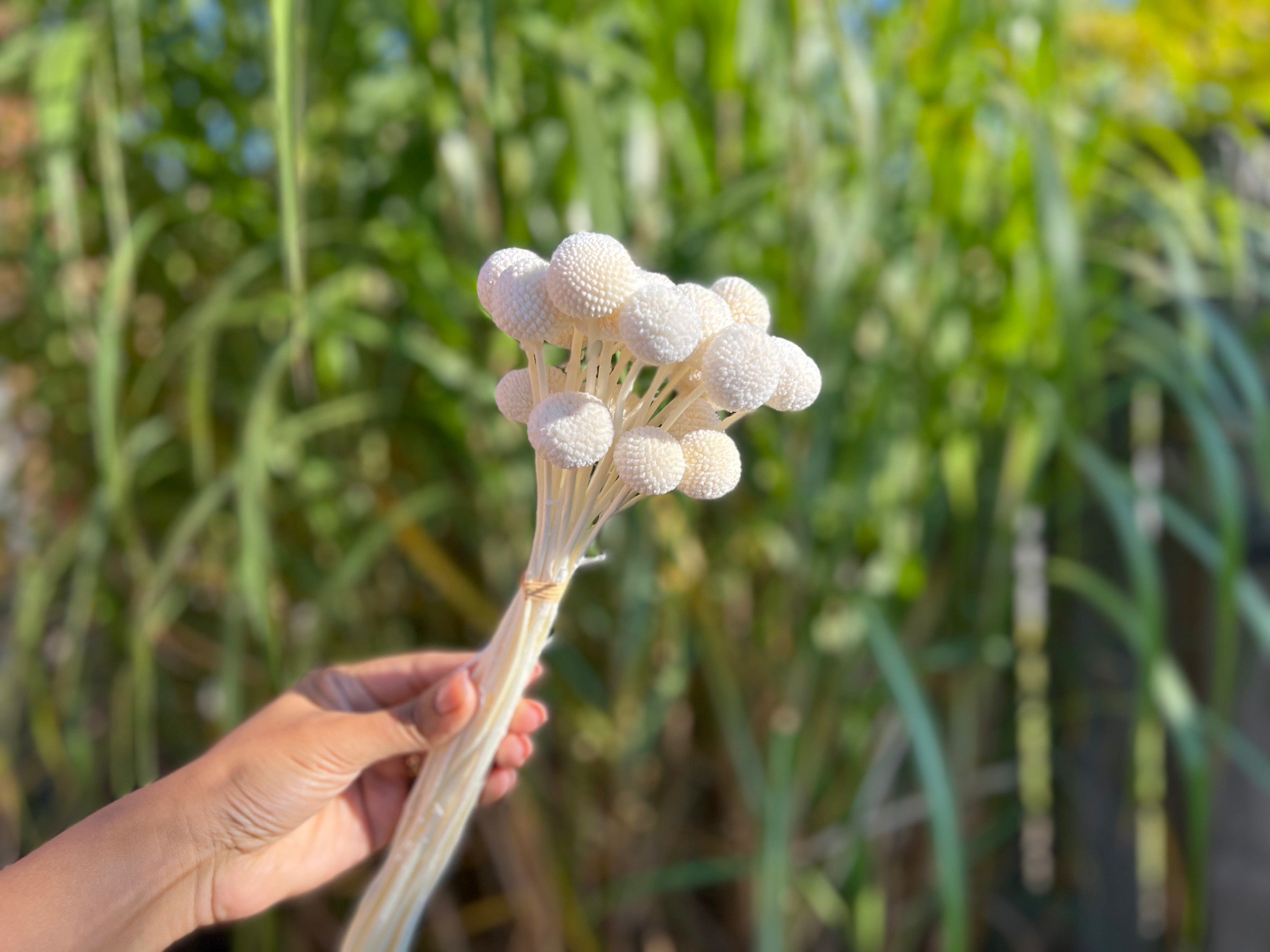 Billy Buttons (Wolly Heads) Preserved Flowers