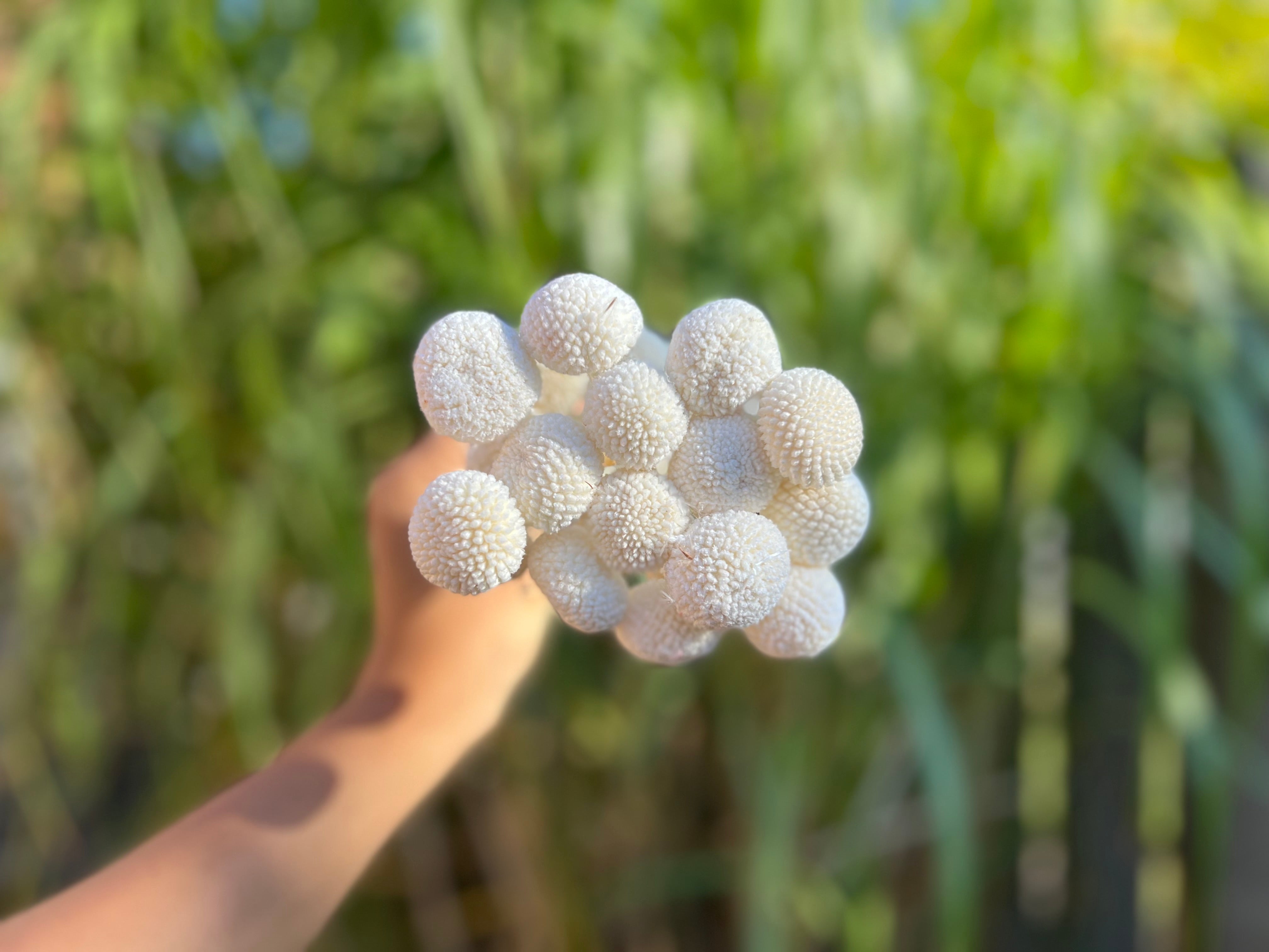 Billy Buttons (Wolly Heads)